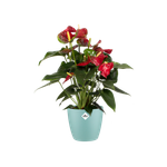 brussels round 16cm mint